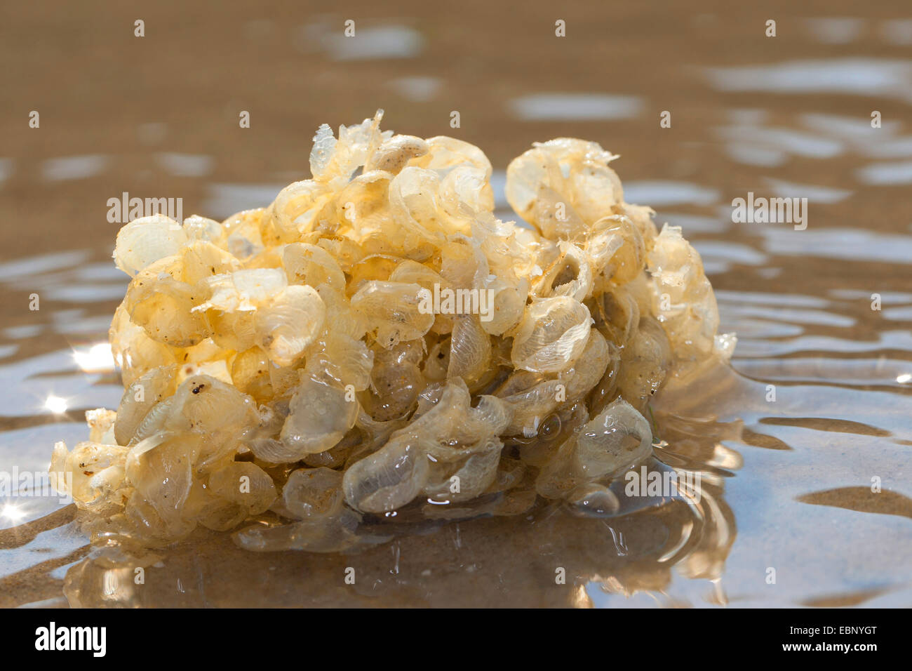 Common whelk, Edible European whelk, Waved whelk, buckie, Northern whelk (Buccinum undatum), eggballs on the beach, Germany Stock Photo