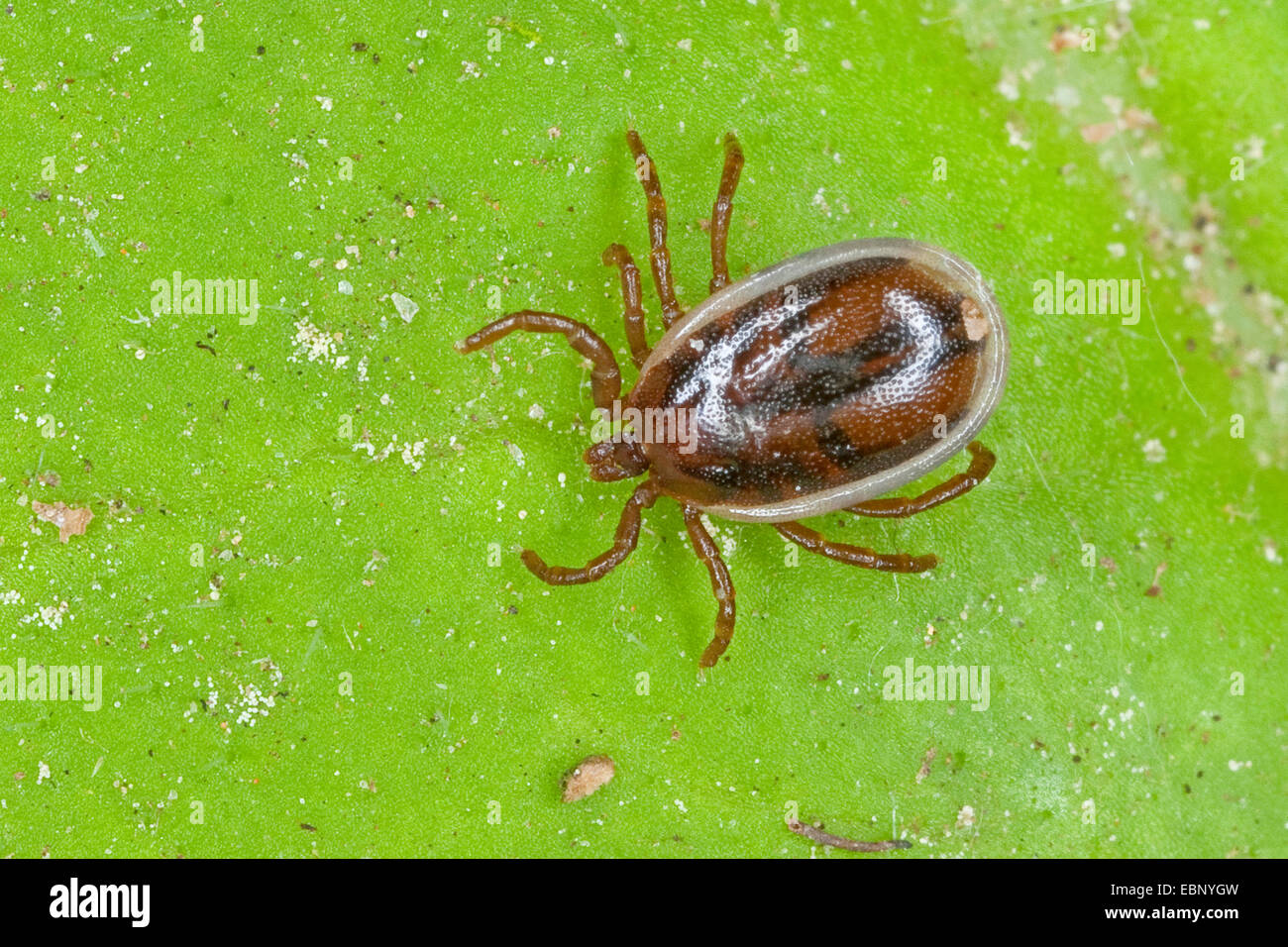 European castor bean tick, European sheep tick (Ixodes ricinus), male, Germany Stock Photo