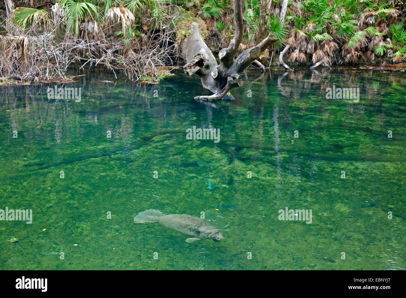West Indian manatee, Florida manatee, Caribbean manatee, Antillean manatee (Trichechus manatus latirostris), manatee swimming in a running water, USA, Florida, Blue Spring State Park Stock Photo
