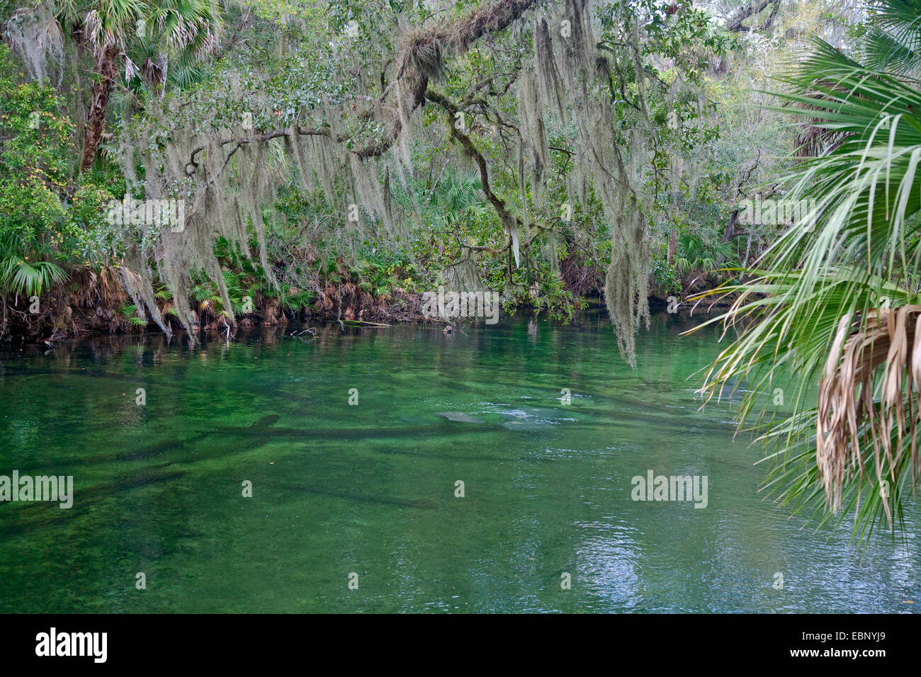 Tropical vegetation with spanish moss at river with submerged manatees