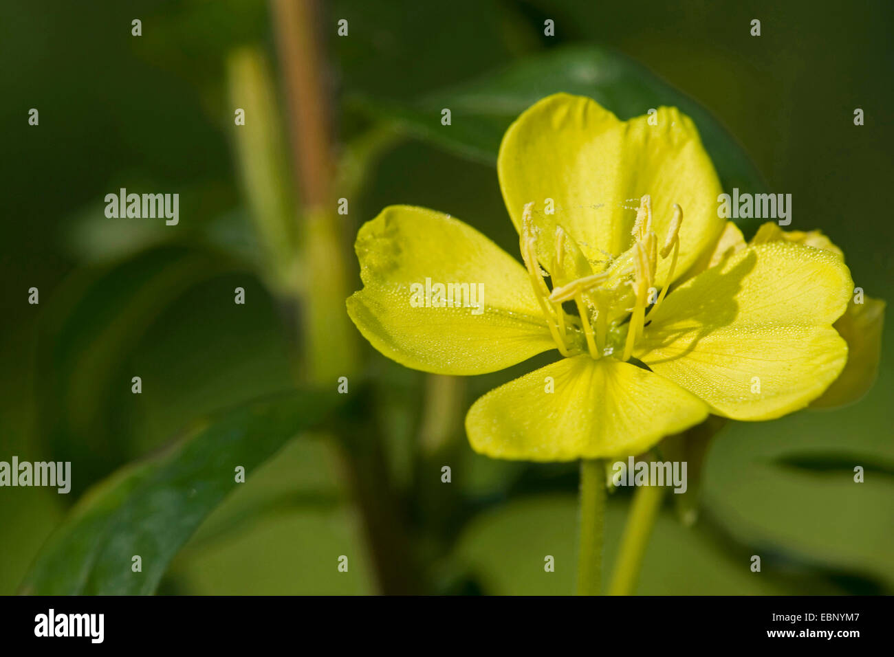Evening Primrose (Oenothera spec., Oenothera biennis agg.), blooming, Germany Stock Photo