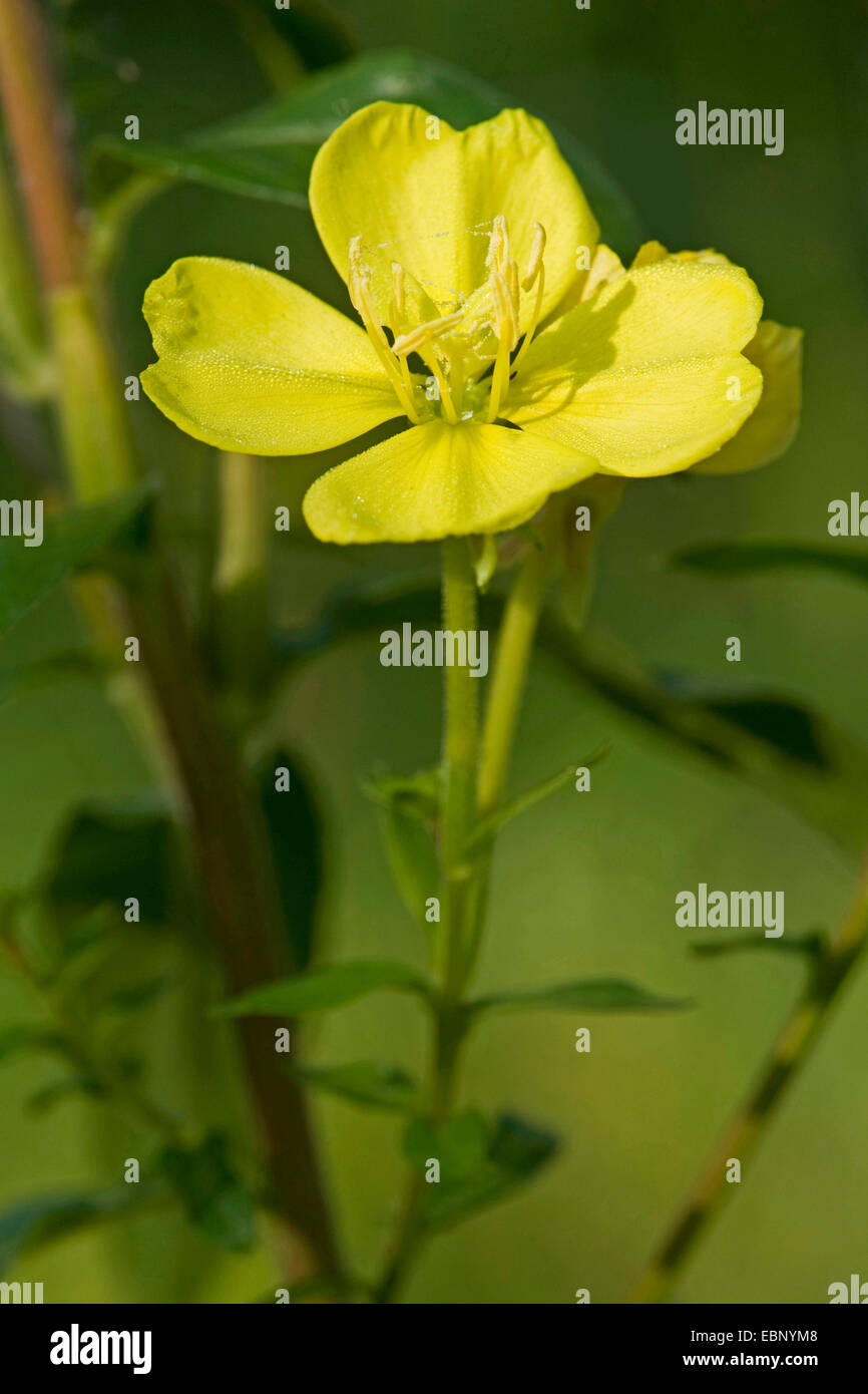 Evening Primrose (Oenothera spec., Oenothera biennis agg.), blooming, Germany Stock Photo