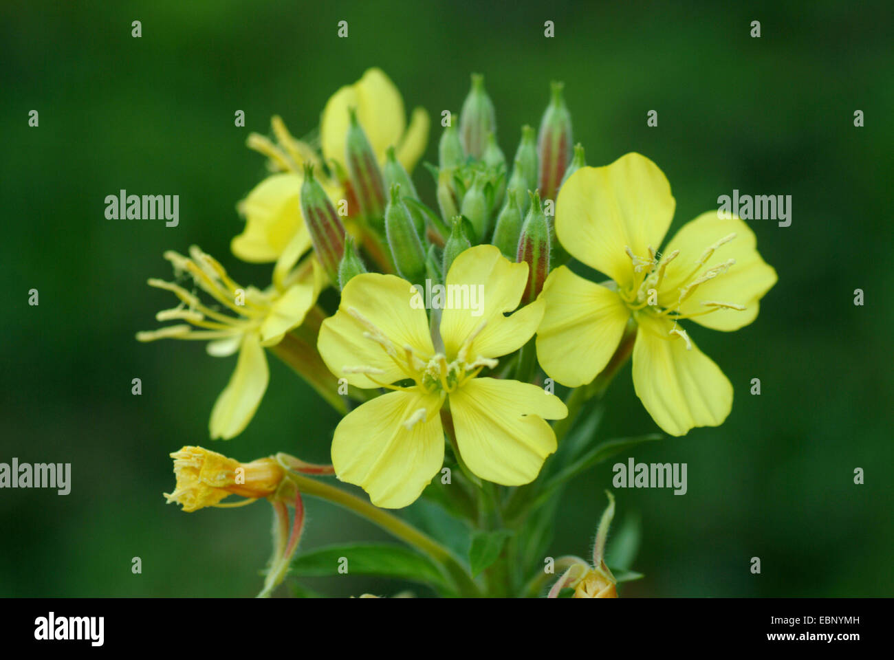 Evening Primrose (Oenothera spec., Oenothera biennis agg.), blooming, Germany Stock Photo