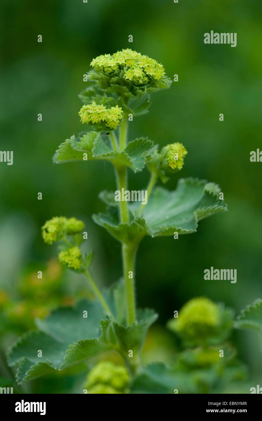 Perennials ladys mantle hi-res stock photography and images - Alamy