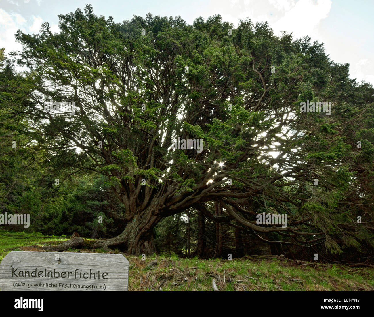 Norway spruce (Picea abies), Kandelaberfichte, form of a spruce, Austria, Kaernten, Nockberge National Park Stock Photo
