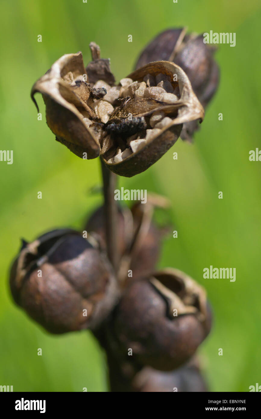 Moor-king, Moorking (Pedicularis sceptrum-carolinum), fruits, Germany, Bavaria, Oberbayern, Upper Bavaria Stock Photo