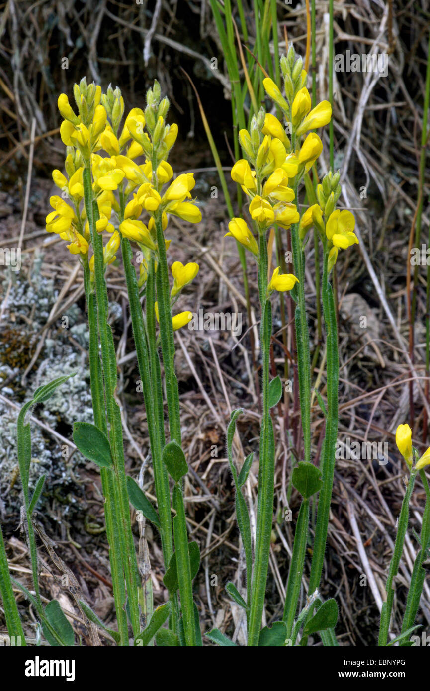 Winged broom (Chamaespartium sagittale), blooming, Germany, Reinland
