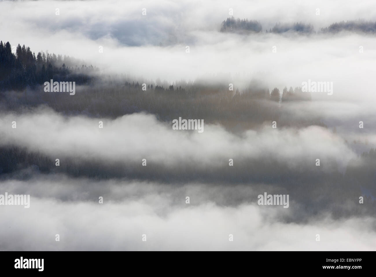 snowy coniferous forest with wafts of mist, Switzerland, Appenzell Stock Photo