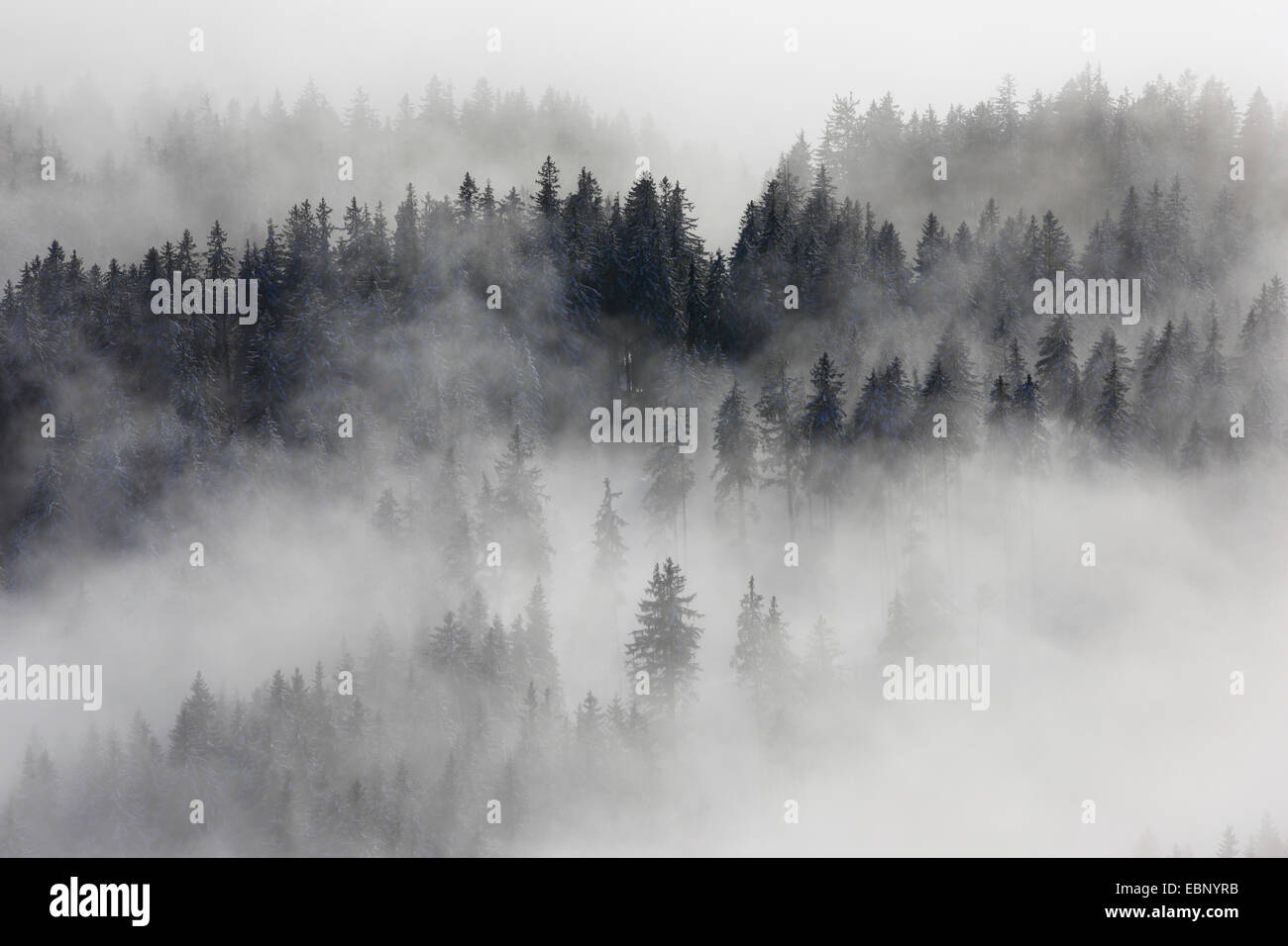 snowy coniferous forest with wafts of mist, Switzerland, Appenzell Stock Photo