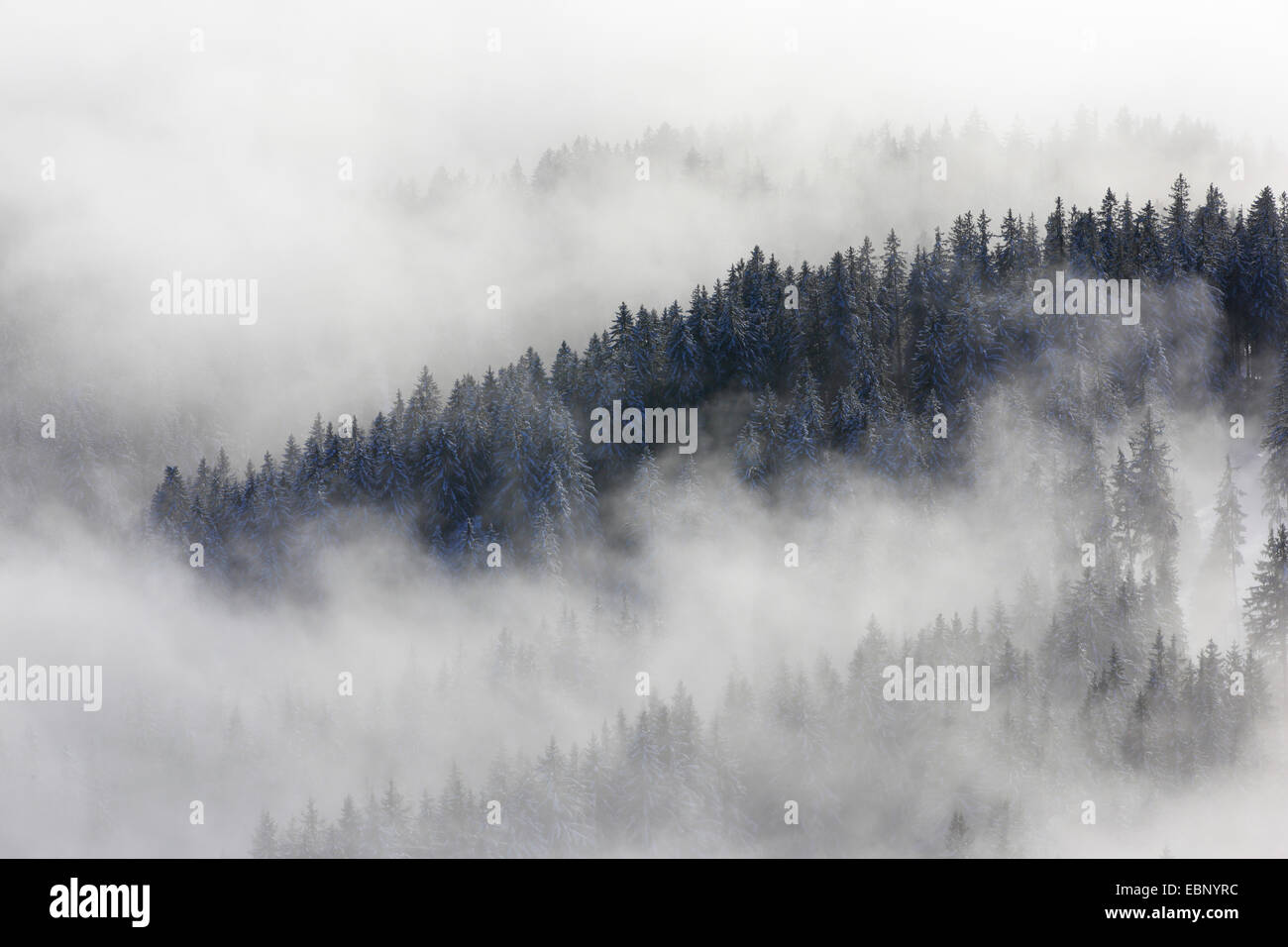 snowy coniferous forest with wafts of mist, Switzerland, Appenzell Stock  Photo - Alamy