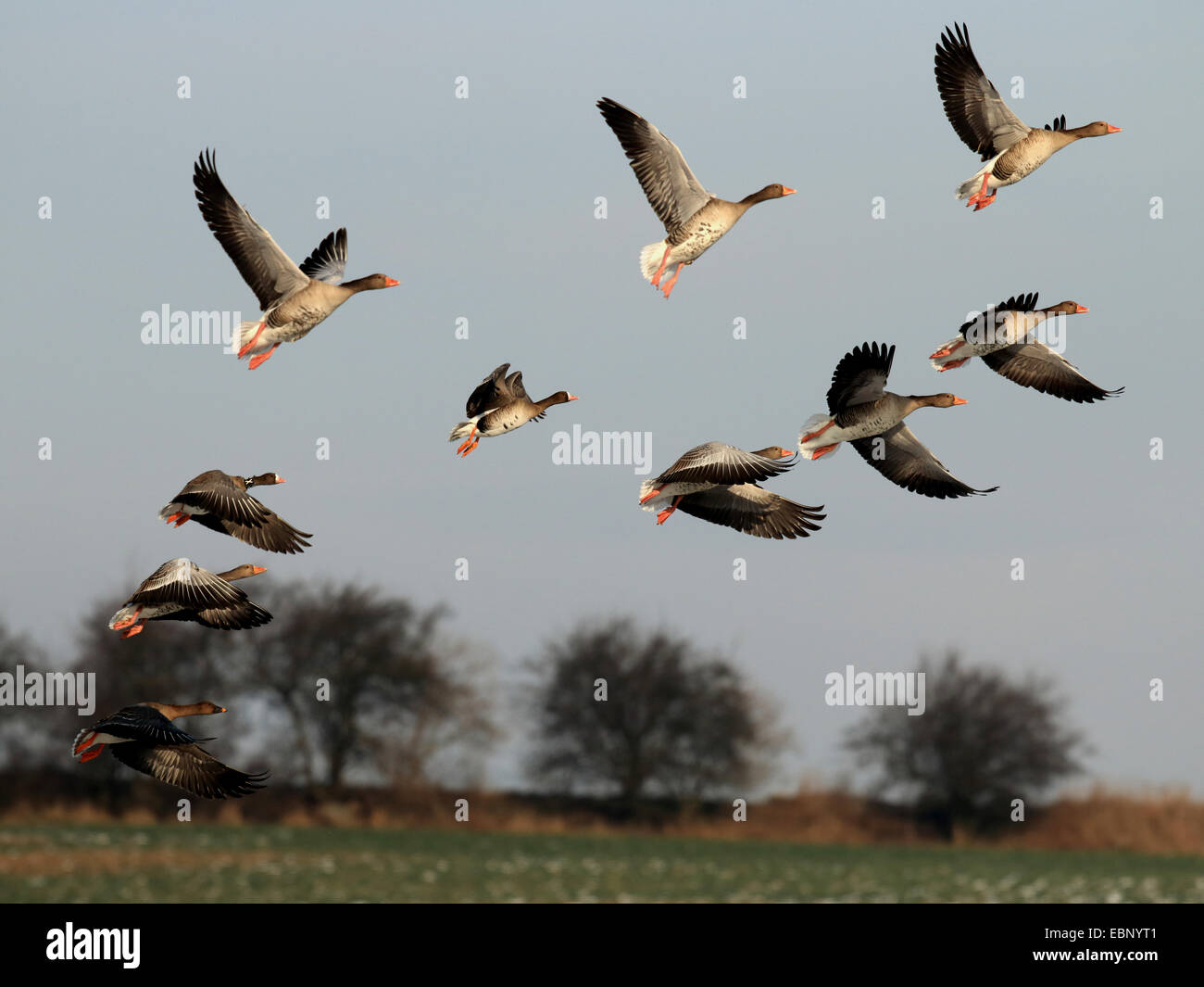 greylag goose (Anser anser), flying flock together with two white-fronted geese, Germany, Brandenburg, Unteres Odertal National Park Stock Photo