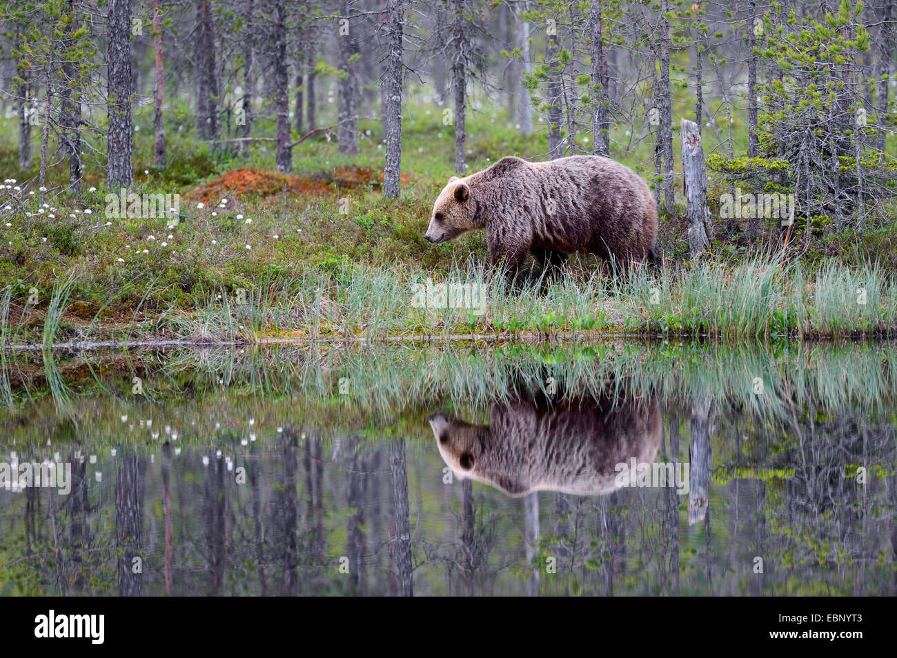European brown bear (Ursus arctos arctos), in a Finnish coniferous forest, at a moor pond with mirror image, Finland Stock Photo