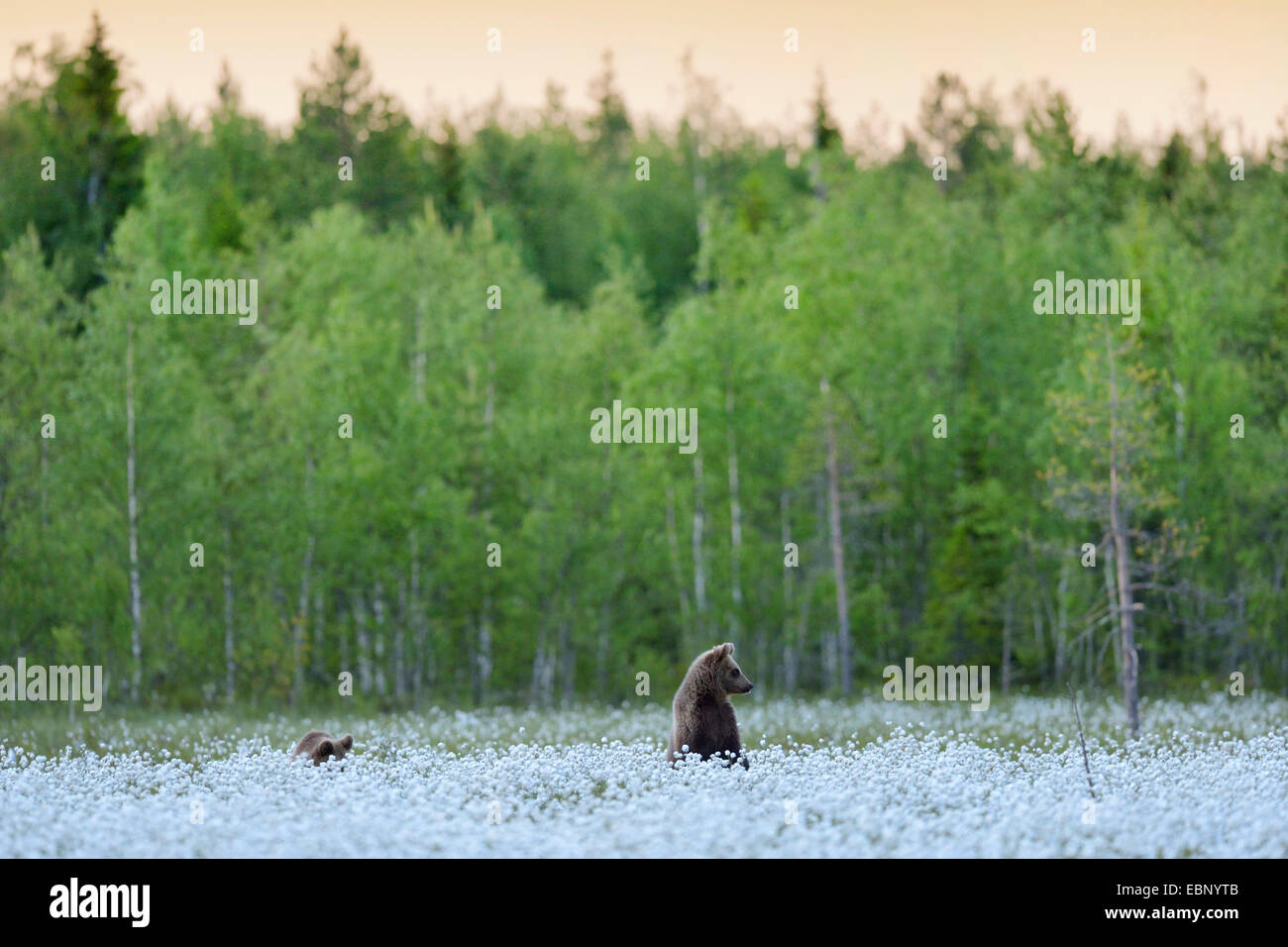 European brown bear (Ursus arctos arctos), two young bears in a Finnish cotton grass bog, Finland Stock Photo