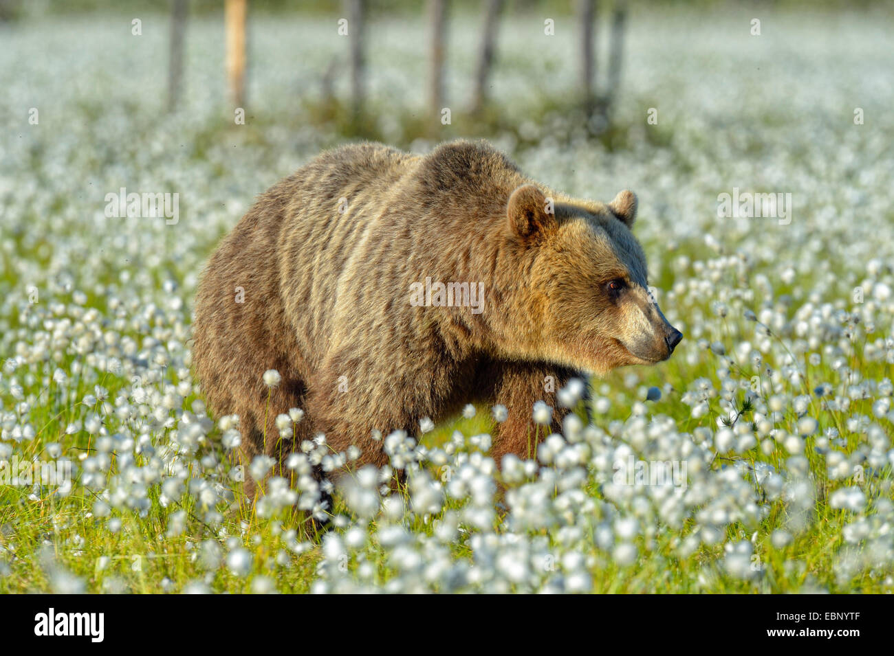European brown bear (Ursus arctos arctos), bear standing in a cotton grass field, Finland Stock Photo