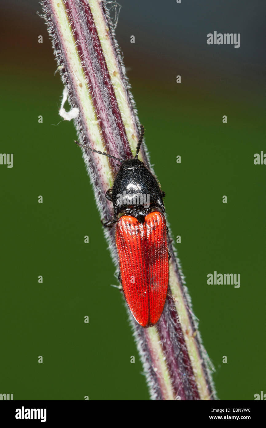 Cardinal click beetle (Ampedus spec.,), sitting at a stem, Germany Stock Photo