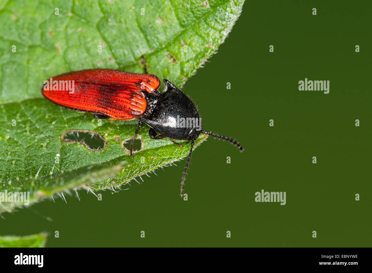 Cardinal click beetle (Ampedus spec.,), sitting on a leaf, Germany Stock Photo