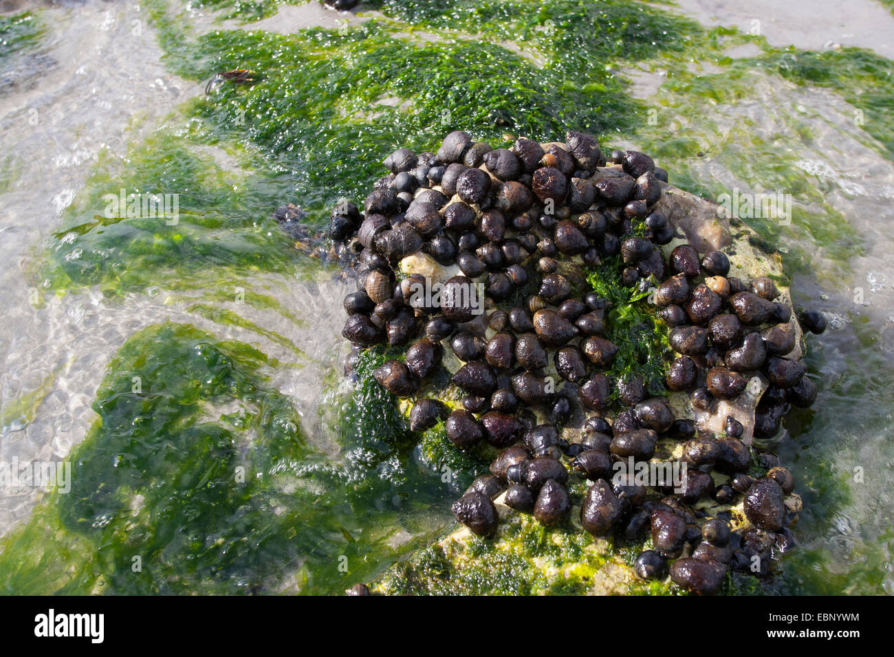 common periwinkle, common winkle, edible winkle (Littorina littorea), winkles at ebb-tide on stones, Germany Stock Photo