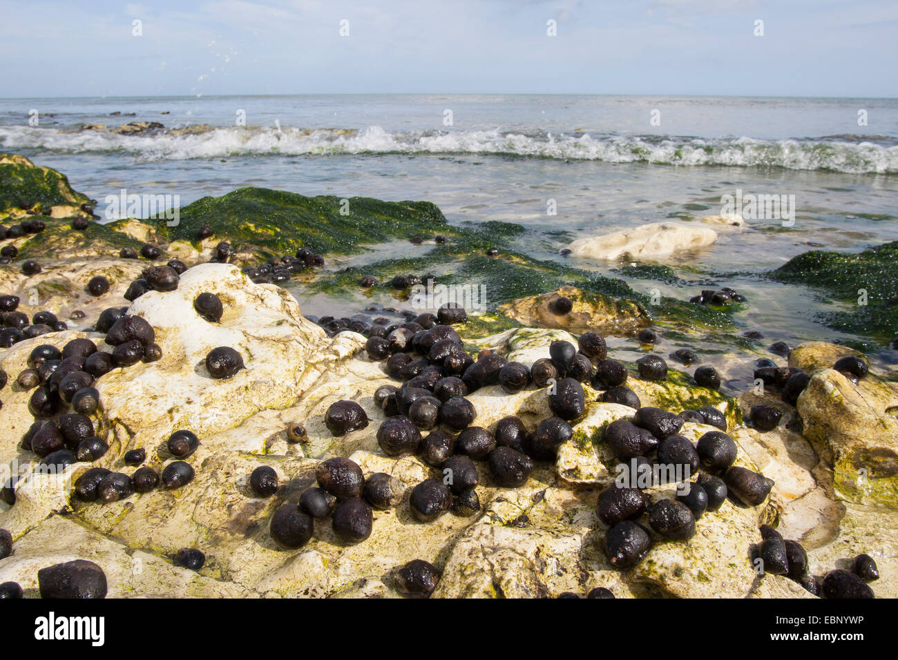 common periwinkle, common winkle, edible winkle (Littorina littorea), winkles at ebb-tide on stones, Germany Stock Photo