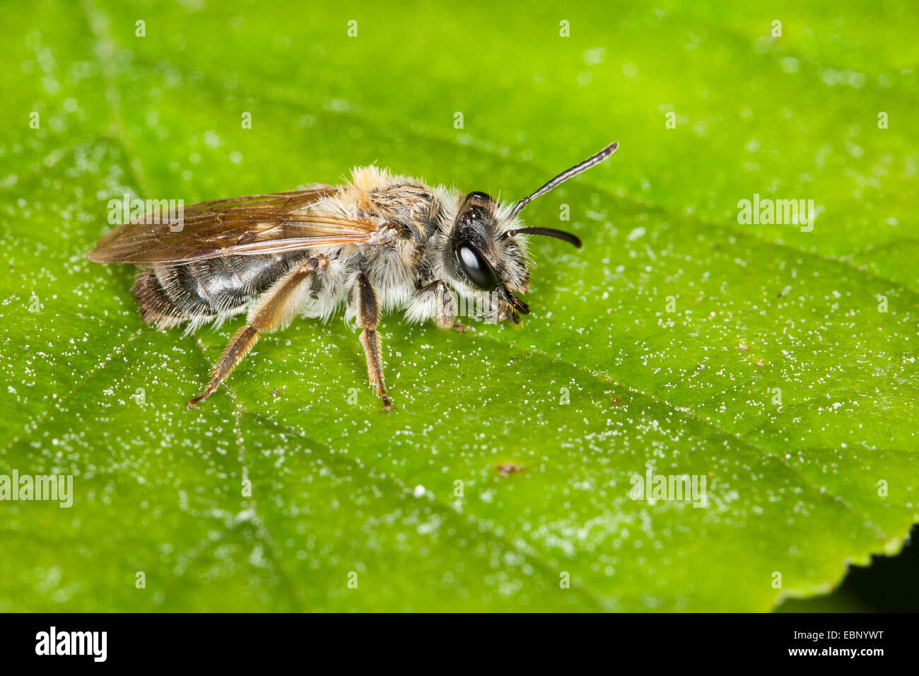 Sandbiene (Andrena spec.), female sitting on a leaf, Germany Stock Photo