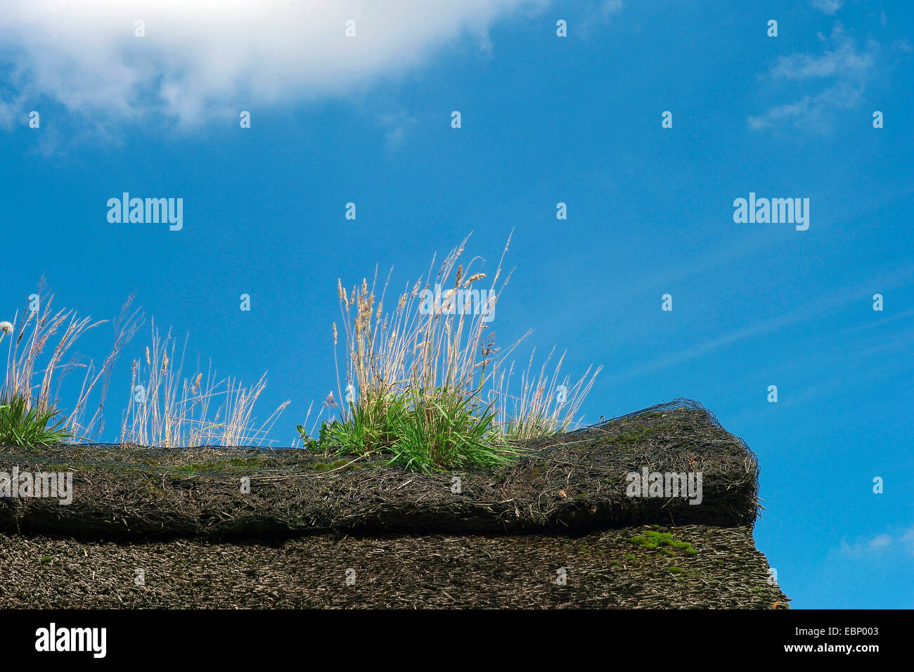 grass on reet roof, Germany Stock Photo