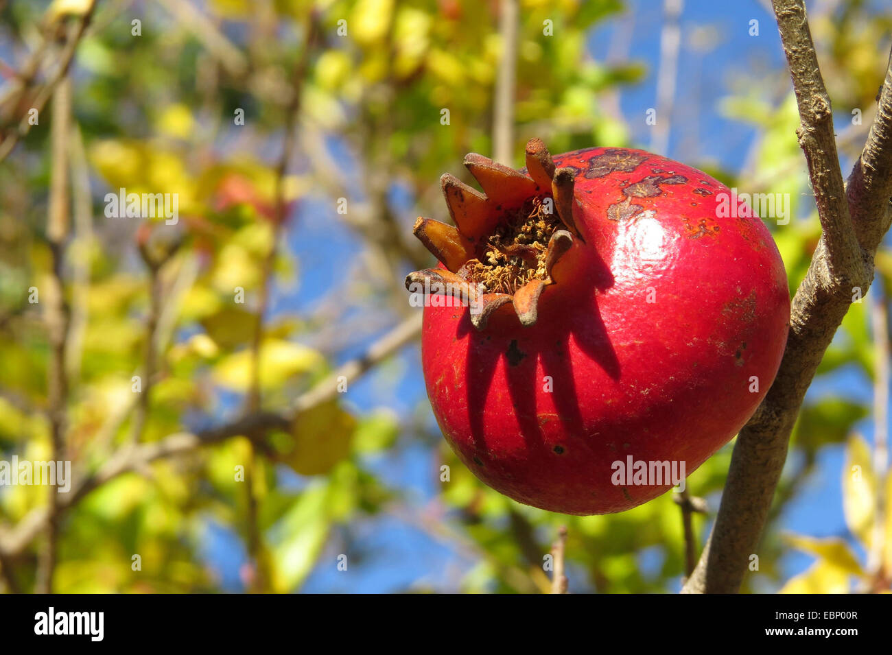pomegranate, anar (Punica granatum), pomeggranate on a tree, Greece Stock Photo