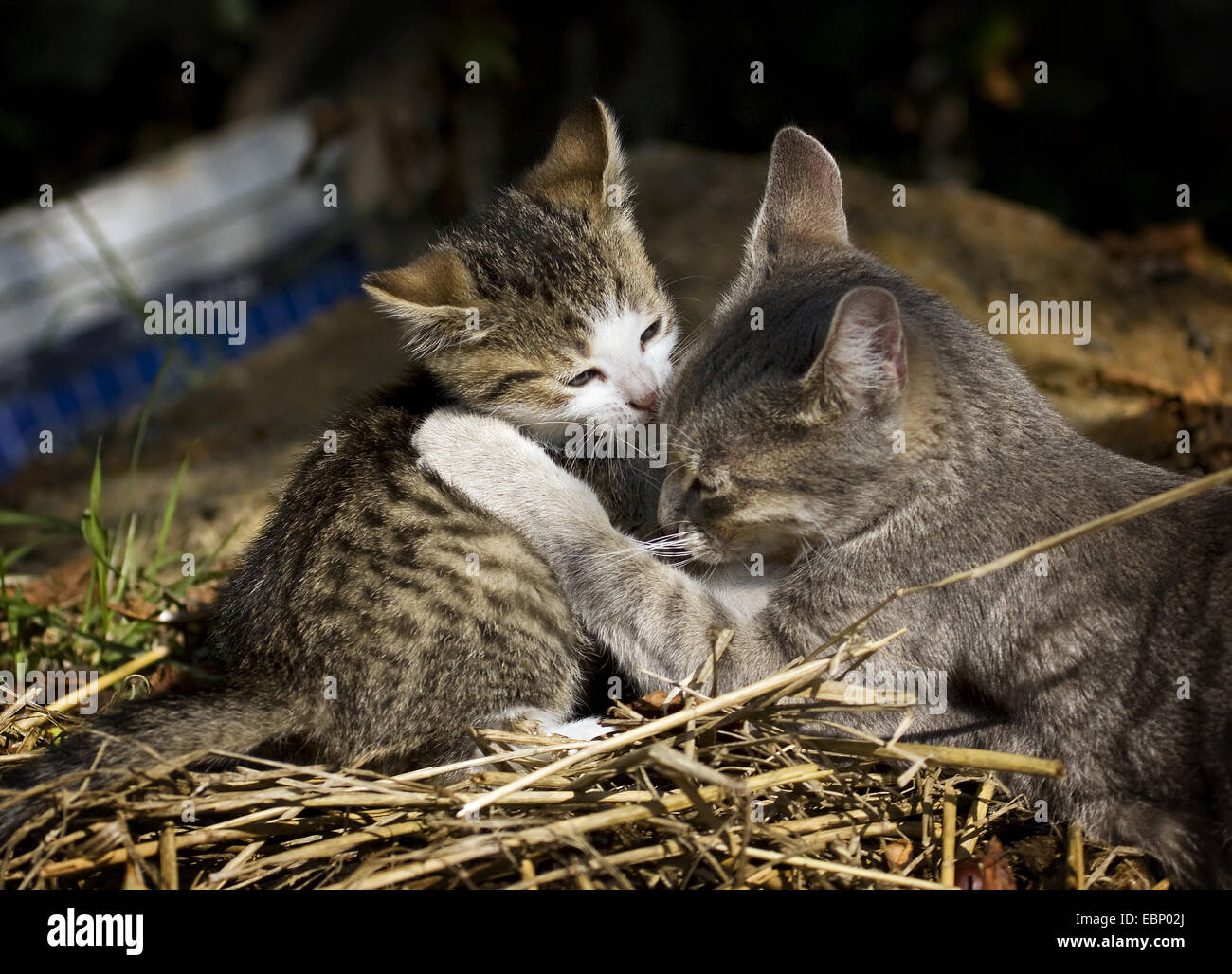 https://c8.alamy.com/comp/EBP02J/domestic-cat-house-cat-felis-silvestris-f-catus-grey-tabby-cat-playing-EBP02J.jpg