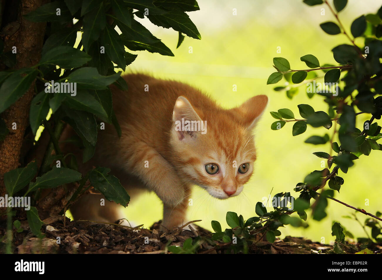 domestic cat, house cat (Felis silvestris f. catus), red tabby kitten appearing behind a bush, Germany, Baden-Wuerttemberg Stock Photo