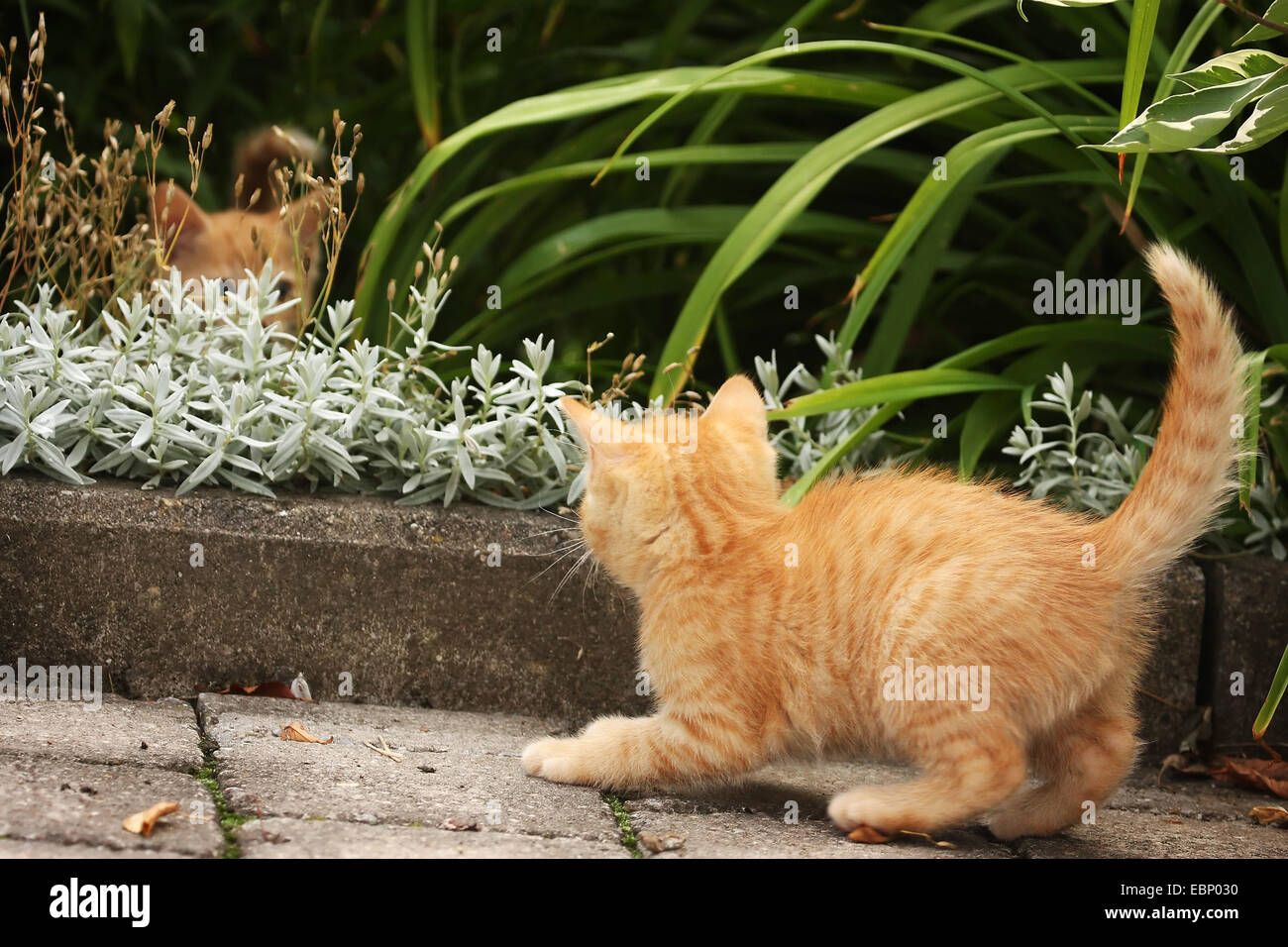 domestic cat, house cat (Felis silvestris f. catus), two red tabby kittens playing in the flower bed, Germany, Baden-Wuerttemberg Stock Photo