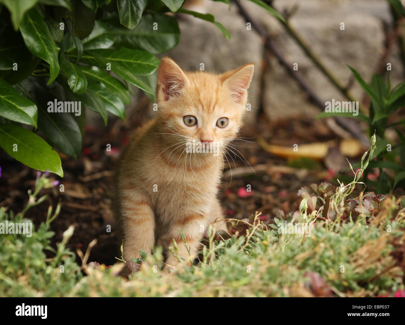 domestic cat, house cat (Felis silvestris f. catus), red tabby kitten standing watchfully under a bush, Germany, Baden-Wuerttemberg Stock Photo