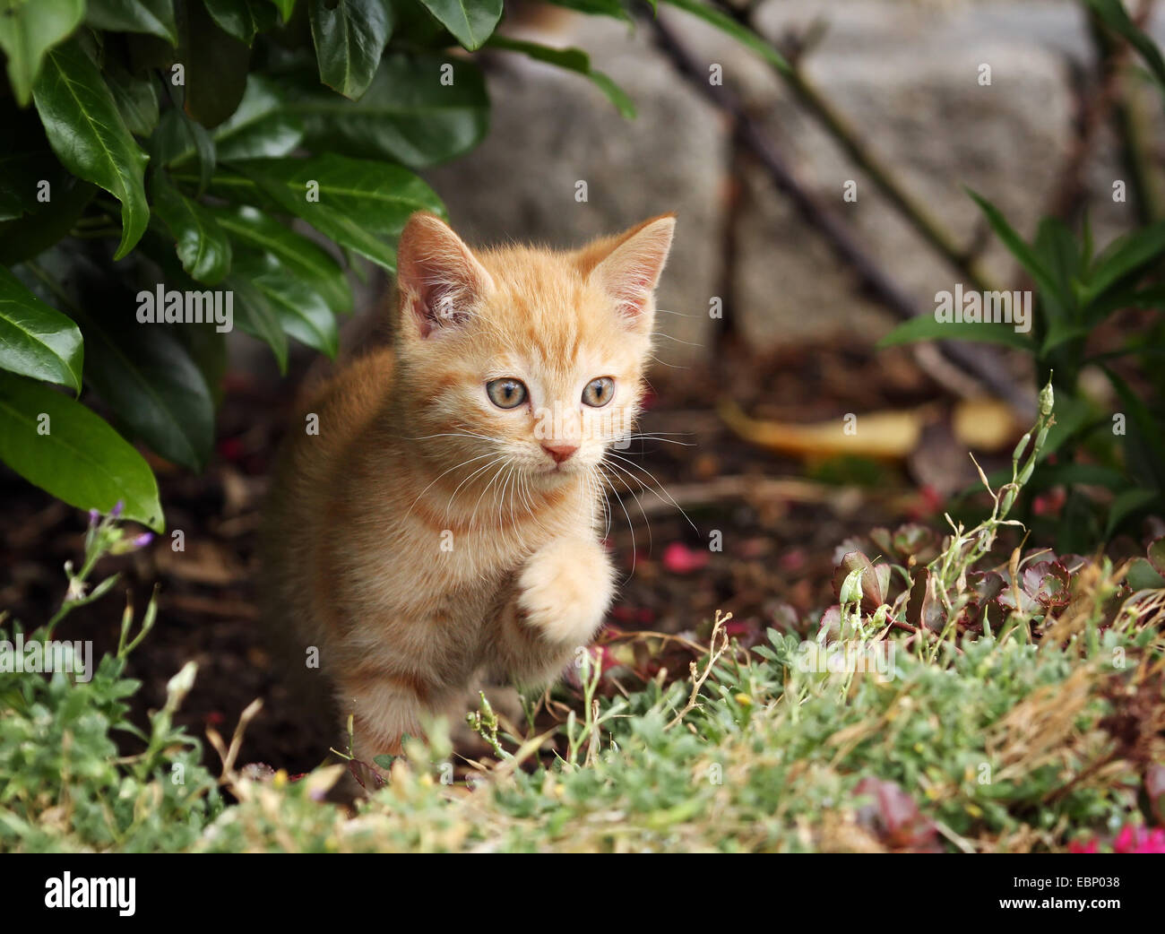 domestic cat, house cat (Felis silvestris f. catus), red tabby kitten appearing behind a bush, Germany, Baden-Wuerttemberg Stock Photo