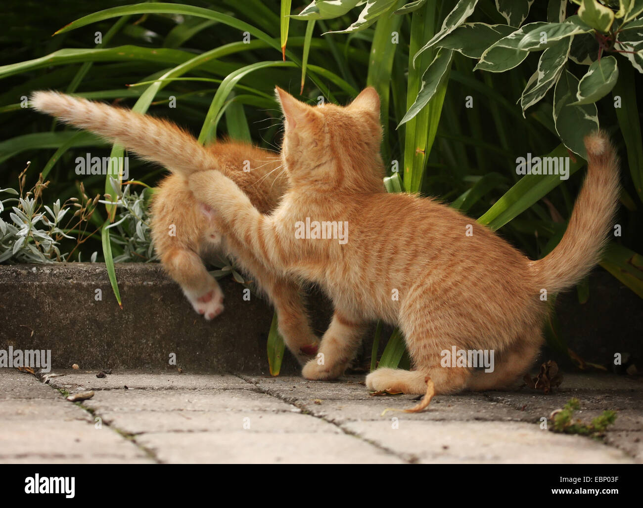 domestic cat, house cat (Felis silvestris f. catus), two red tabby kittens playfully fighting with each other, Germany, Baden-Wuerttemberg Stock Photo