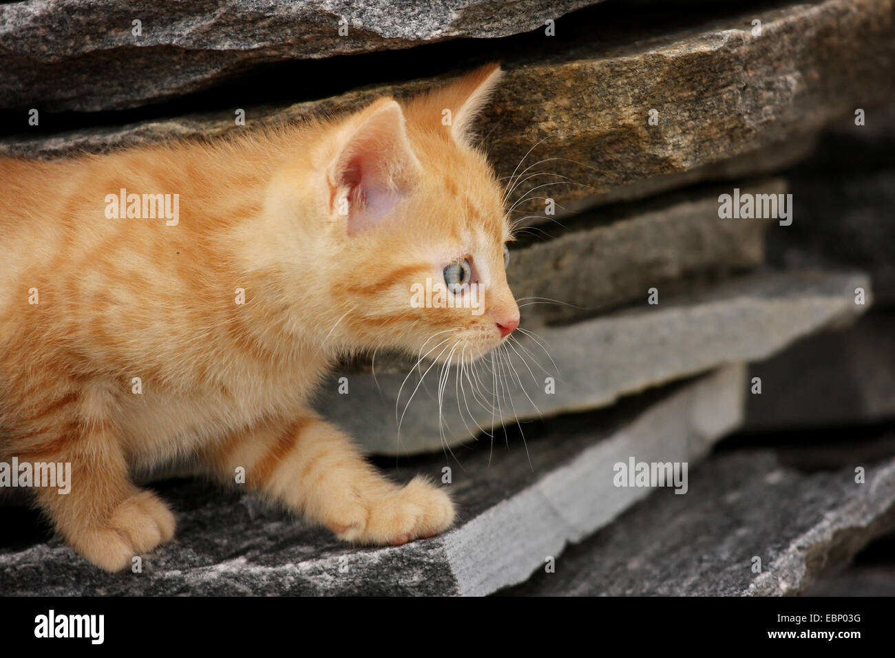 domestic cat, house cat (Felis silvestris f. catus), red tabby kitten sneaking out of a cairn, Germany, Baden-Wuerttemberg Stock Photo