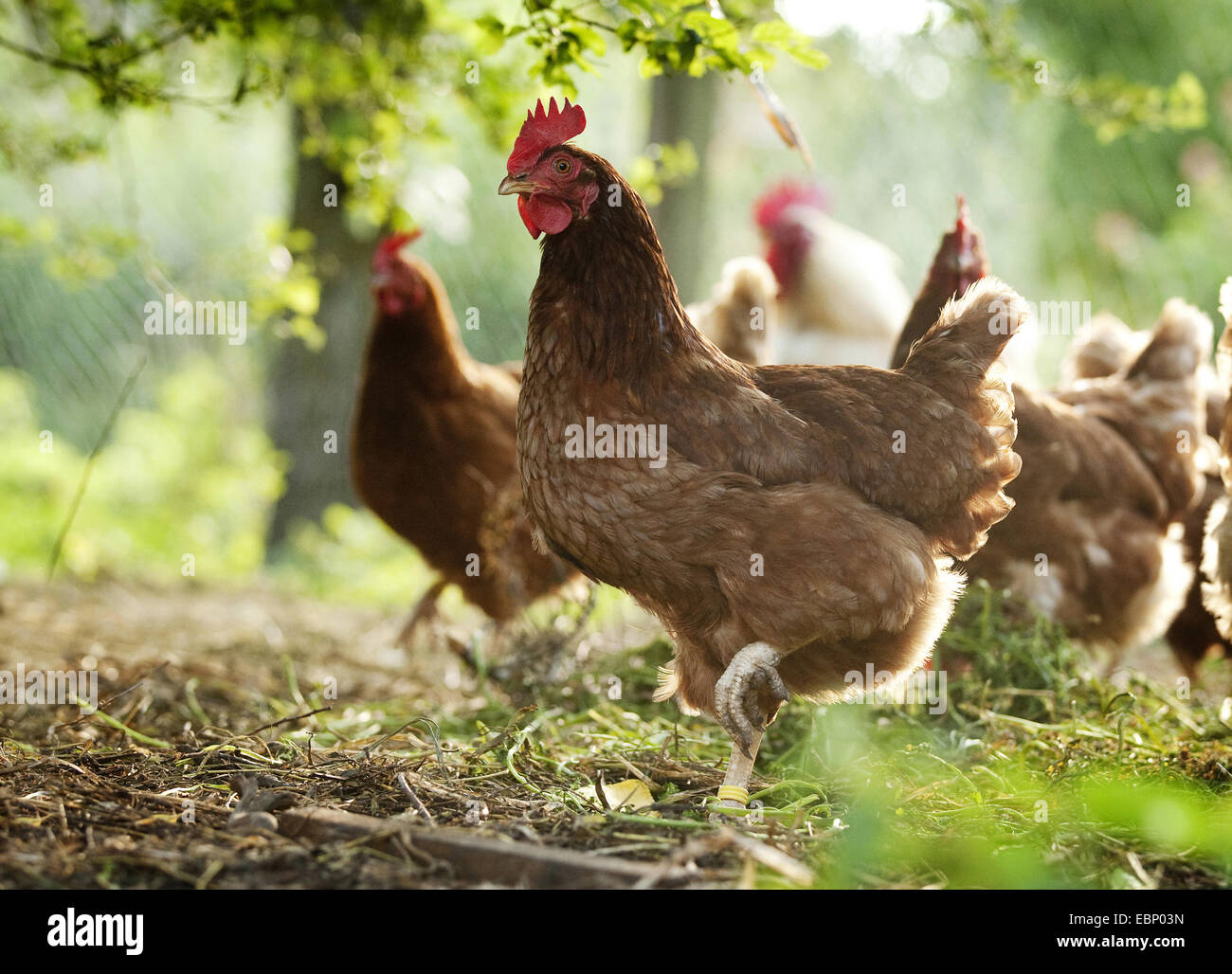 domestic fowl (Gallus gallus f. domestica), brown hens in the chicken run , Germany, Baden-Wuerttemberg Stock Photo