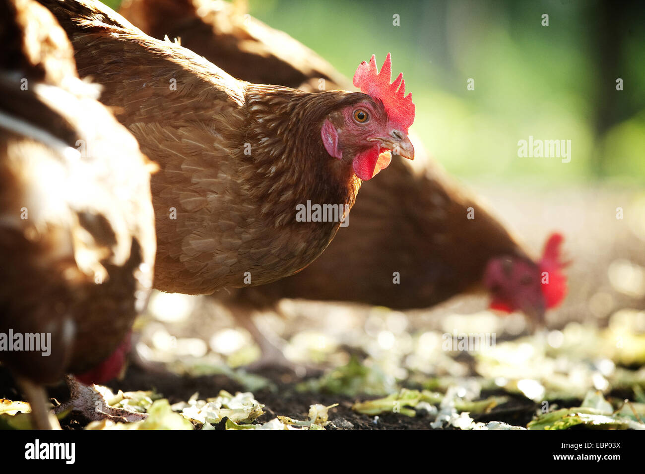 domestic fowl (Gallus gallus f. domestica), pecking brown hens in the chicken run , Germany, Baden-Wuerttemberg Stock Photo