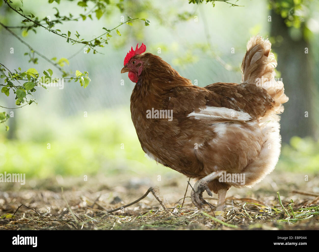 domestic fowl (Gallus gallus f. domestica), braun hen in a chicken run, Germany, Baden-Wuerttemberg Stock Photo