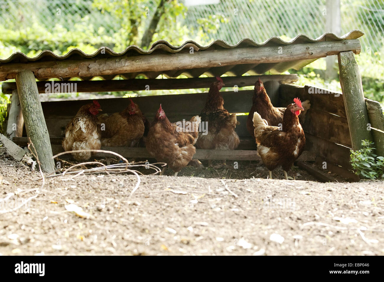 Chicken shelter hi-res stock photography and images - Alamy