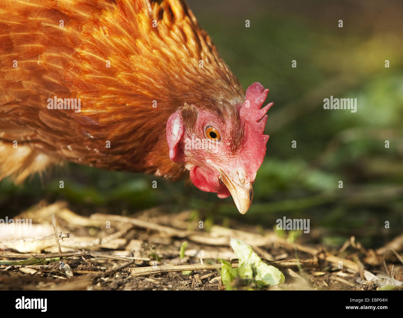 domestic fowl (Gallus gallus f. domestica), portrait of a brown pecking hen, Germany, Baden-Wuerttemberg Stock Photo