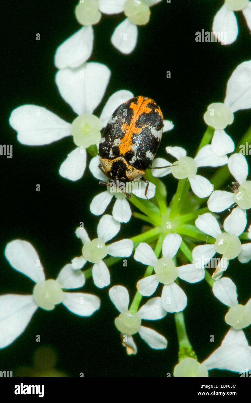 Carpet beetle, Common carpet beetle (Anthrenus scrophulariae), on white flowers, Germany Stock