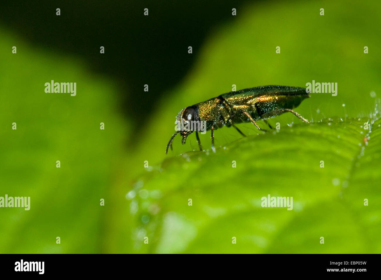 Jewel beetle, Metallic wood-boring beetle (Anthaxia nitidula), male, Germany Stock Photo