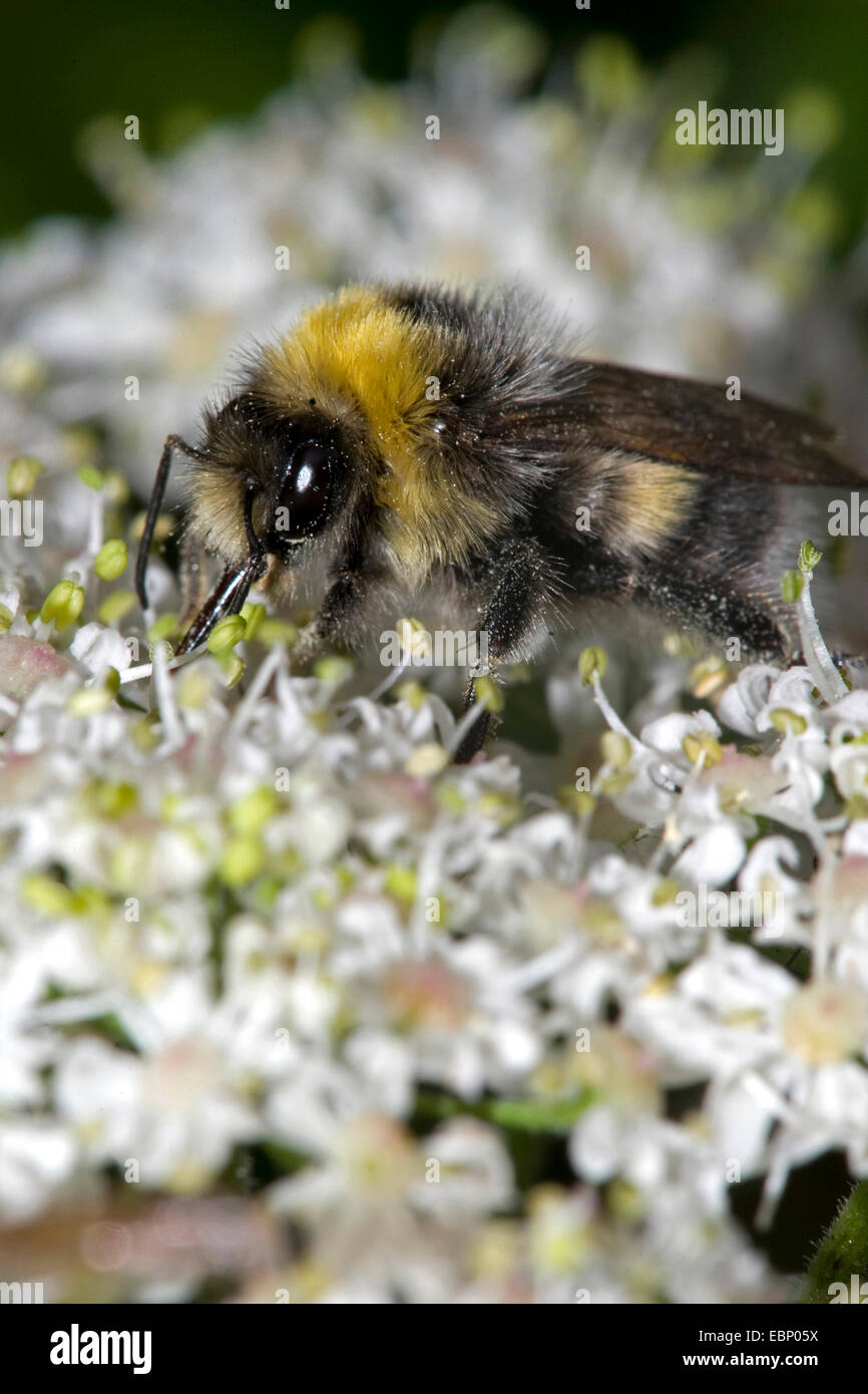 white-tailed bumble bee (Bombus lucorum), on white flowers, Germany Stock Photo