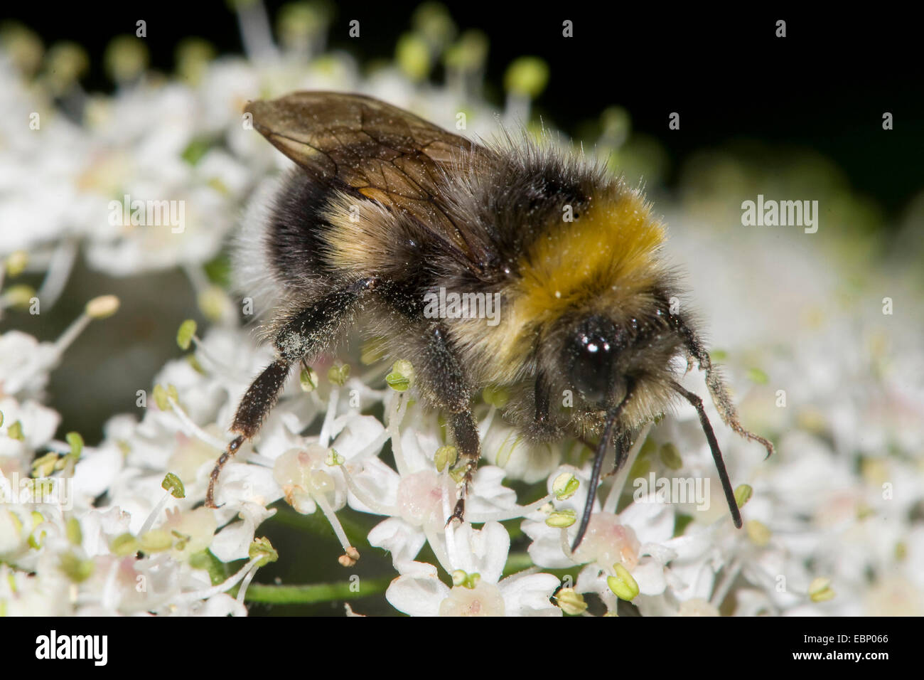 white-tailed bumble bee (Bombus lucorum), on white flowers, Germany Stock Photo