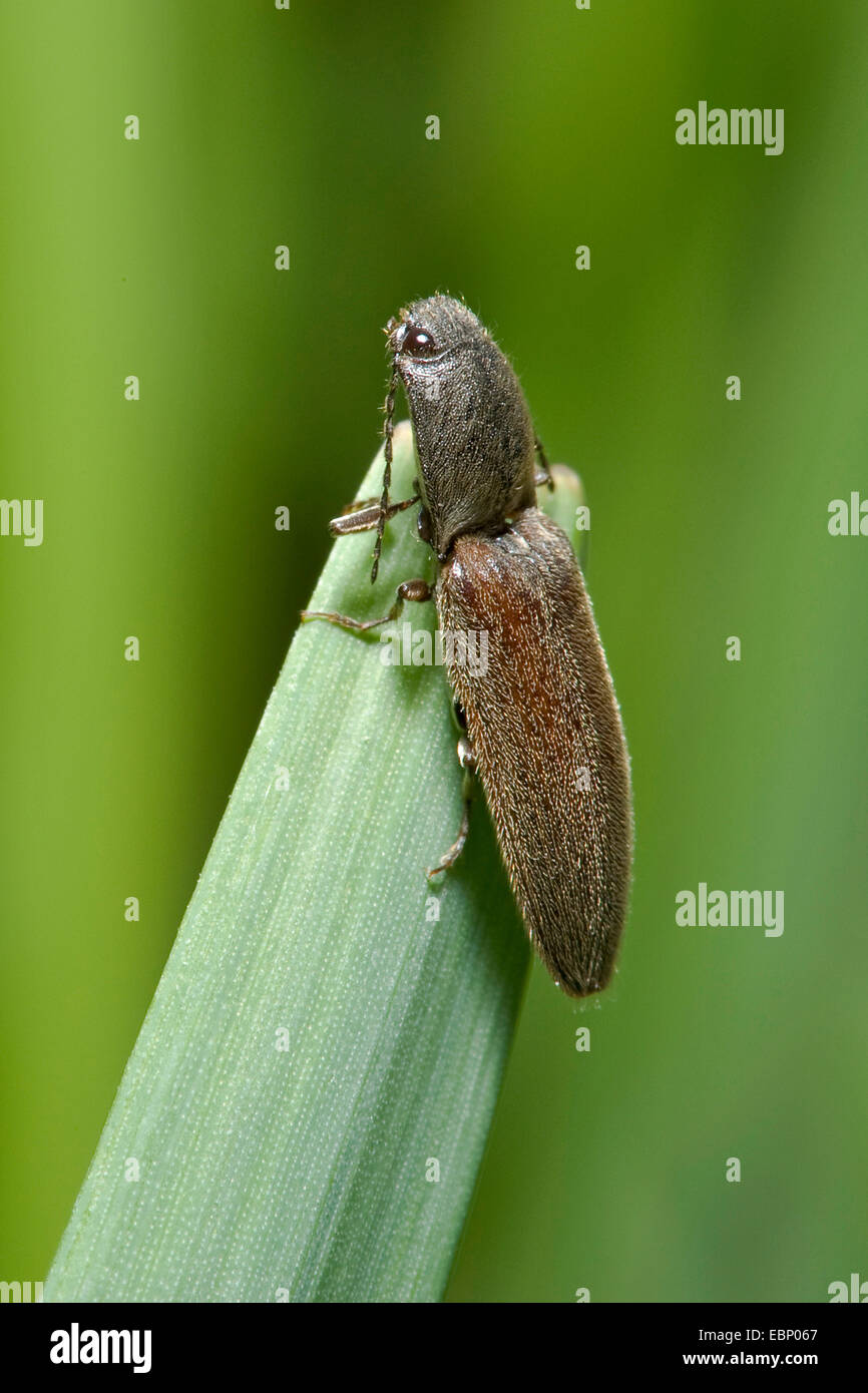 Garden click beetle, Redbellied Click Beetle (Athous haemorrhoidalis, Athous obscurus), on a leaf, Germany Stock Photo
