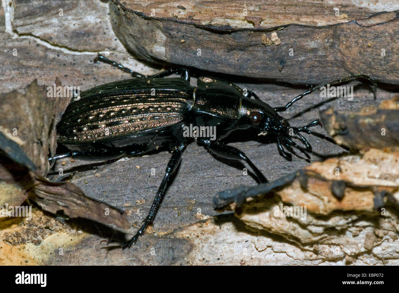 field ground beetle (Carabus granulatus), on the ground, Germany Stock Photo