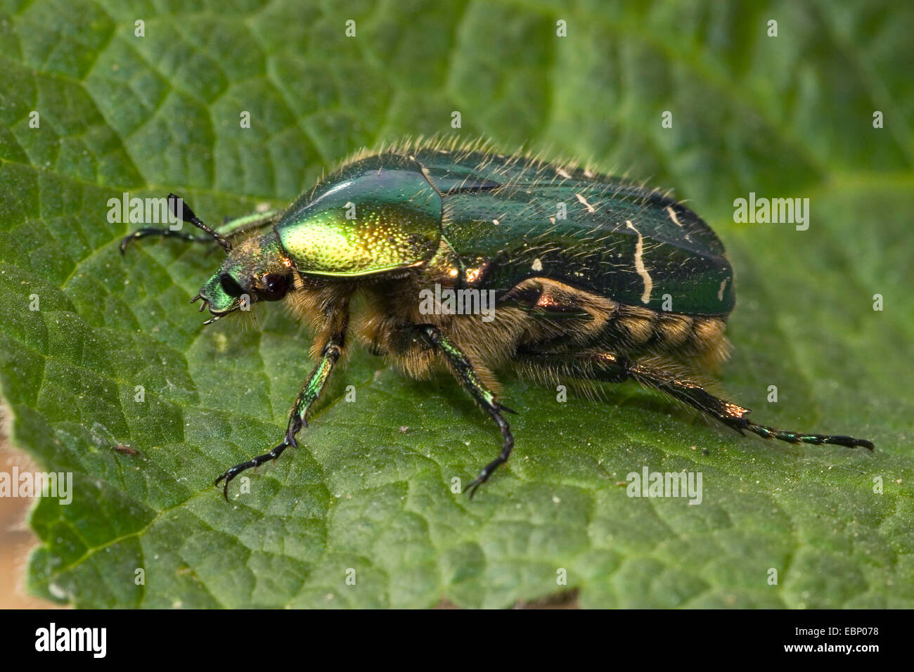 rose chafer (Cetonia aurata), on a leaf, Germany Stock Photo