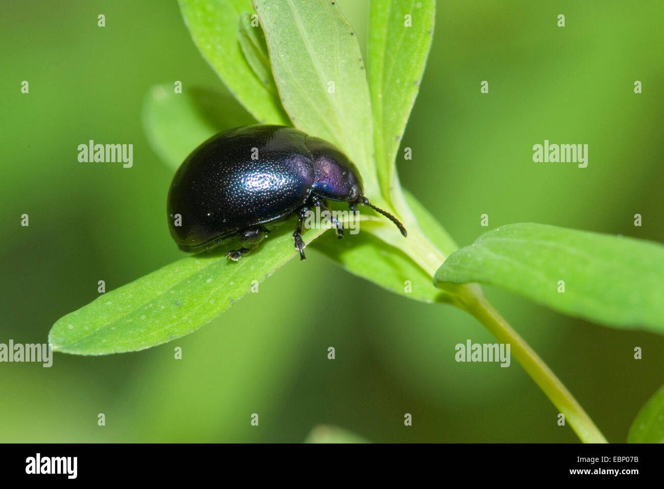 Leaf Beetle (Chrysolina varians), on a leaf, Germany Stock Photo