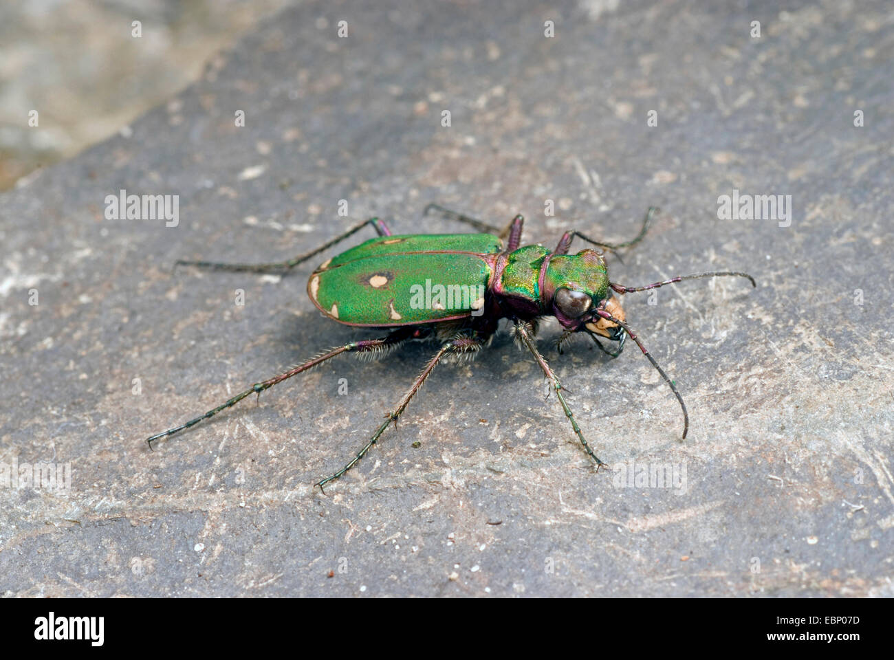 green tiger beetle (Cicindela campestris), on a stone, Germany Stock Photo