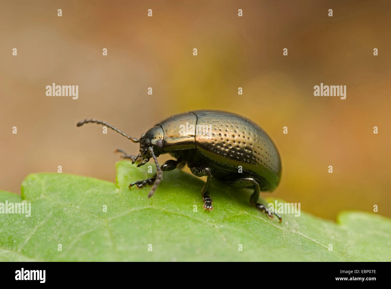 Leaf Beetle (Chrysolina oricalcia), on a leaf, Germany Stock Photo