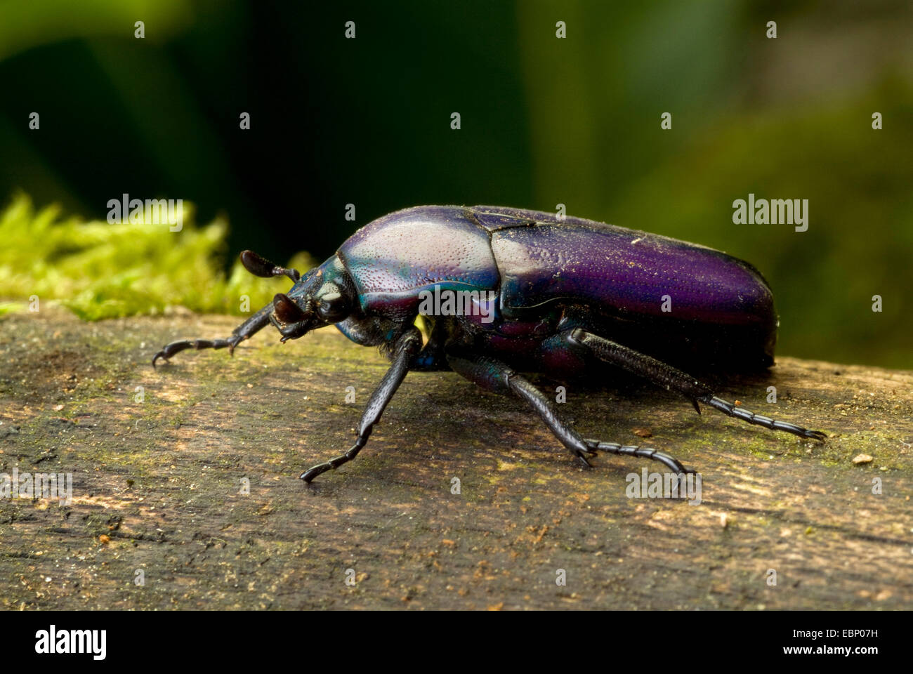 Rose Chafer (Chlorocala africana oertzeni, Chlorocala oertzeni), on deadwood Stock Photo