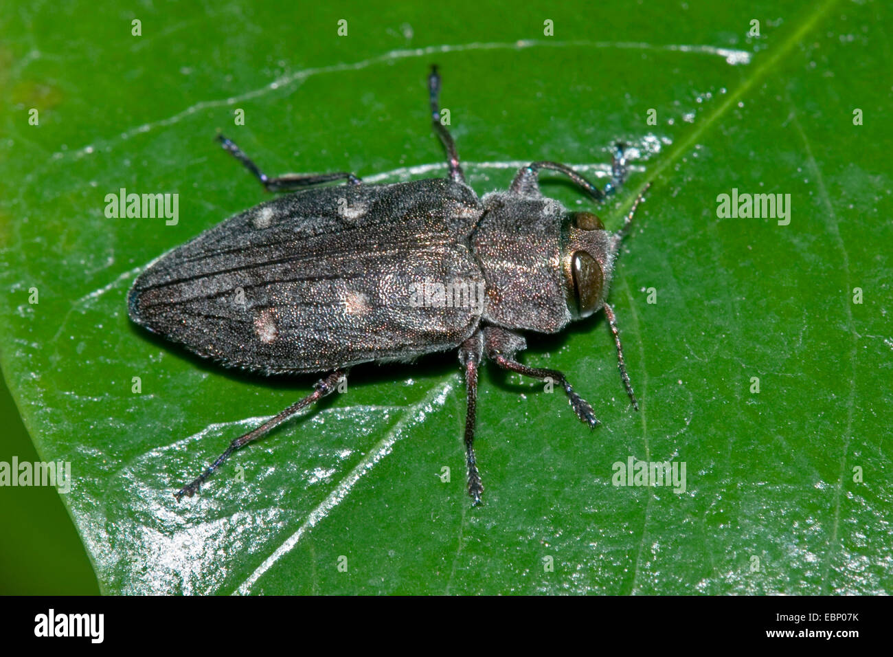 Chrysobothris affinis (Chrysobothris affinis), on a leaf, Germany Stock Photo