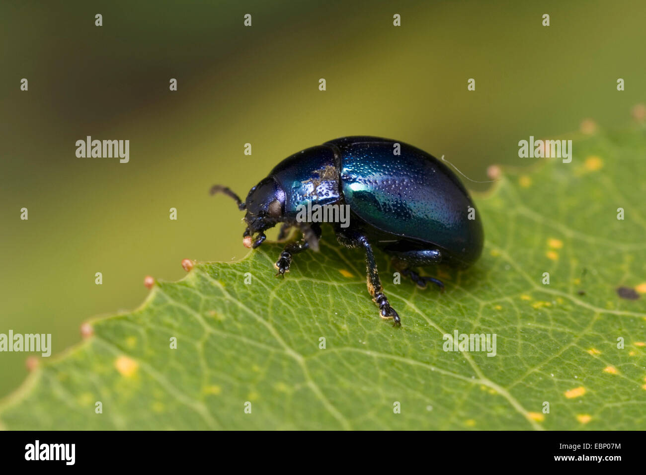 Leaf Beetle (Chrysolina coerulans), on a leaf, Germany Stock Photo